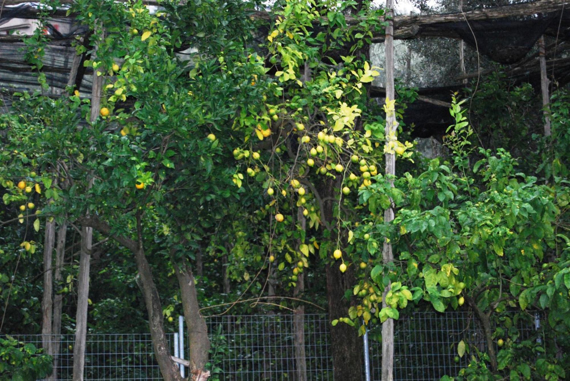 Sorrento Studios Lemons Hill חדר תמונה
