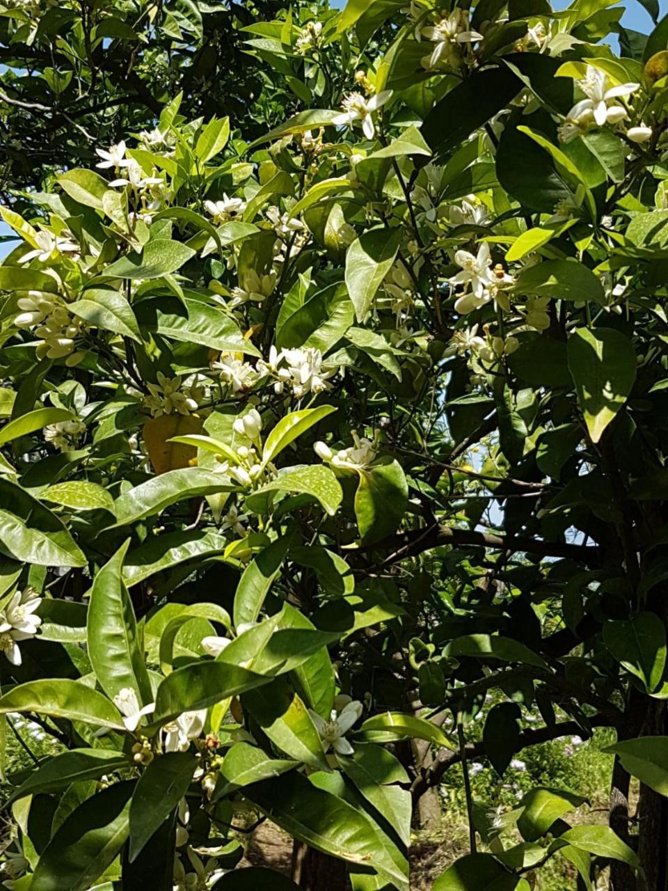 Sorrento Studios Lemons Hill מראה חיצוני תמונה